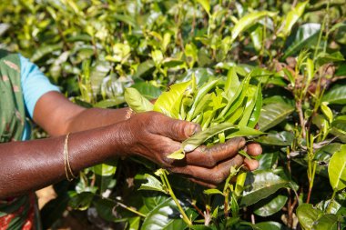 Çay plantasyon Sri Lanka Central Highlands içinde toplama bir kadın çay seçici elleri. Hasat, tarım, yerel iş kavramı