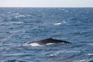 Mavi balina Safarisi adıyla Sri Lanka izliyor. Açık denizde mavi balina.