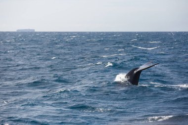 Mavi balina Safarisi adıyla Sri Lanka izliyor. Açık denizde mavi balina. Büyük mavi balina kuyruğu.