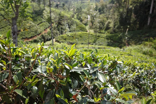 Çay plantasyon Sri Lanka Central Highlands içinde. Hasat, tarım, yerel iş kavramı.