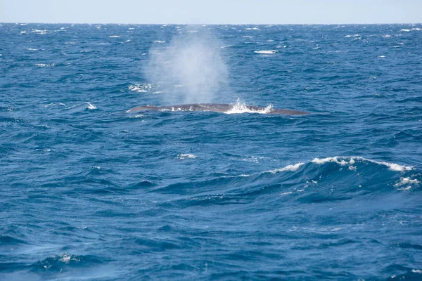 Blue whale watching safari in Sri Lanka. Blue whale in the open sea. Big blue whale spouting water.