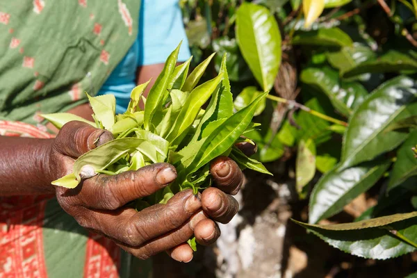 Hands Woman Tea Picker Picking Tea Plantation Sri Lanka Central — Stock Photo, Image
