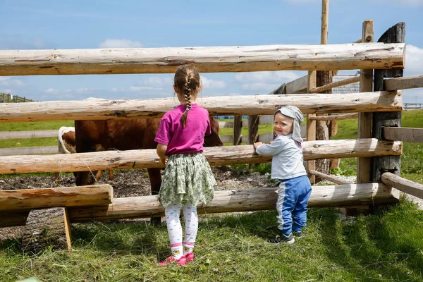 Fiú és egy lány élvezi a szabadban, betartva a tehenek a gazdaságban. — Stock Fotó