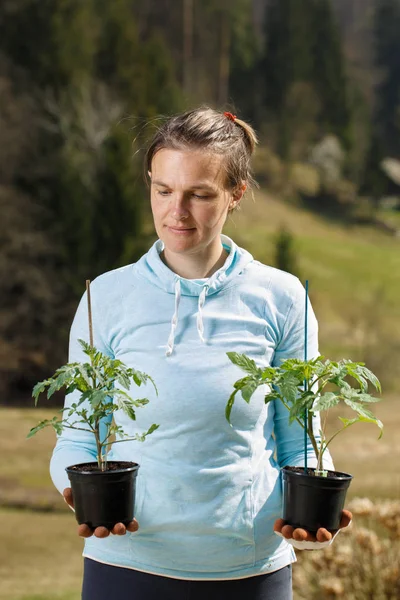 Mujer jardinero observando sus plántulas de tomate preparadas para ser plantadas en su jardín . — Foto de Stock