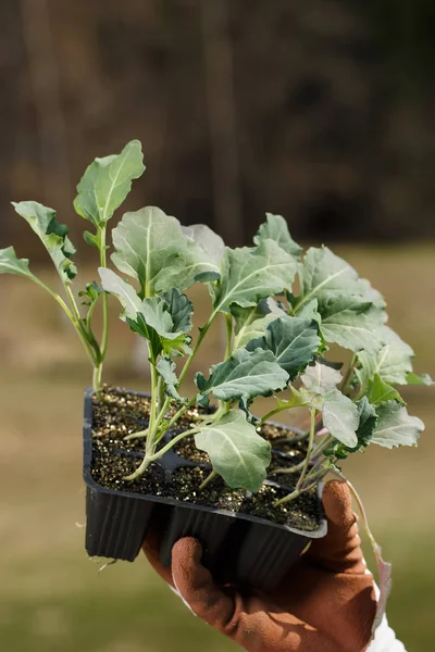Colección de plántulas de brócoli ecológico preparada para ser plantada en el jardín . — Foto de Stock