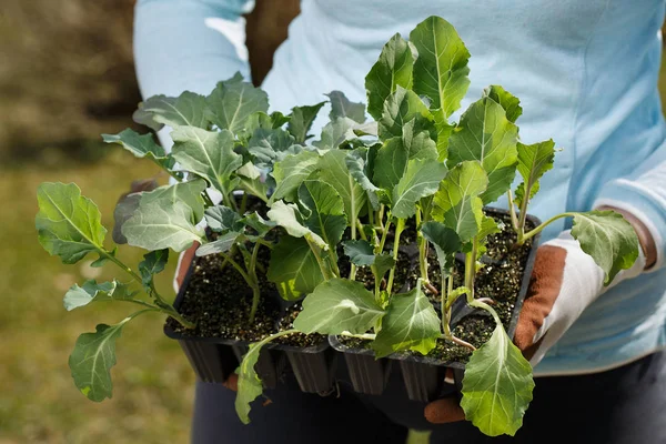 Sammlung von Bio-Brokkoli und Blumenkohl-Setzlingen für den Garten. — Stockfoto