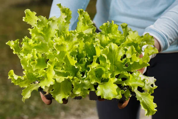 Raccolta di piantine di lattuga biologica preparata per essere piantata in giardino . — Foto Stock