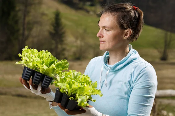 Gärtnerin beobachtet ihre Salat-Setzlinge, die in ihrem Garten gepflanzt werden sollen. — Stockfoto