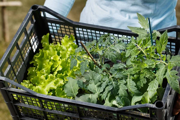 Colección de plántulas preparada para ser plantada en el jardín . — Foto de Stock