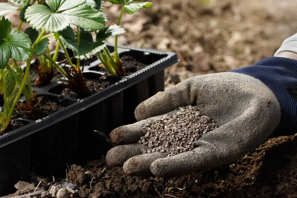 Jardinero mezclando abono orgánico gránulos húmicos con el suelo, enriqueciendo el suelo . — Foto de Stock