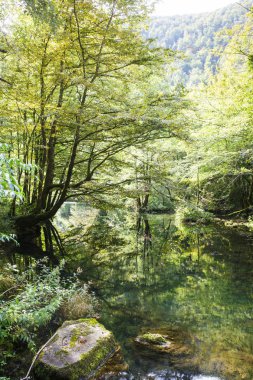 Yemyeşil ve el değmemiş yaprak döken ormandan akan berrak nehir. 