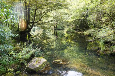 Yemyeşil ve el değmemiş yaprak döken ormandan akan berrak nehir. 