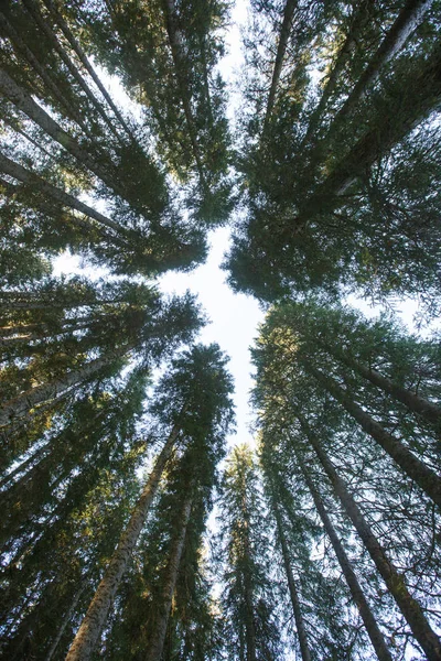 Forest canopy of dense spruce forest against blue sky, unique view from below. — Stock Photo, Image