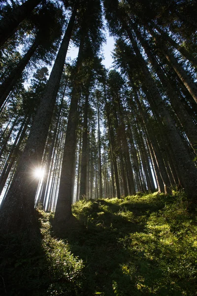 Üppiger und gesunder Fichtenwald in der Morgensonne mit dichtem Unterholz. — Stockfoto