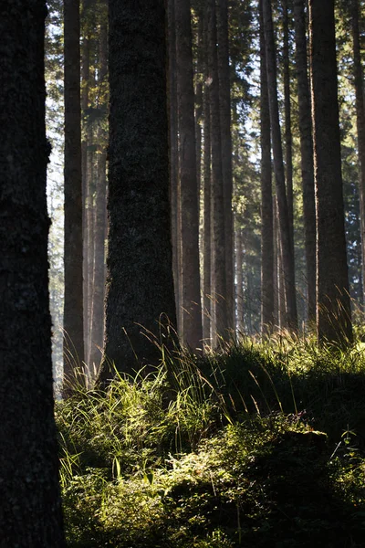 Forest of spruce trees and trunks in the morning sunshine. — Stock Photo, Image