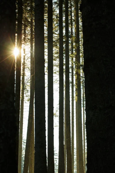 Skog av granar och stammar i morgon solsken. — Stockfoto