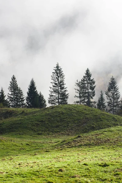 Bergweide met sparrenbomen in de verte. — Stockfoto