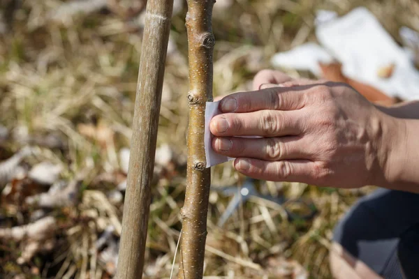 Jardineiro colocando fita adesiva no tronco da árvore para proteção da formiga . — Fotografia de Stock