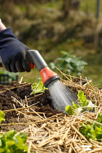 Gärtner gießt frisch gepflanzte Setzlinge im Beet für Wachstumsschub mit Duschwasserkanone. — Stockfoto