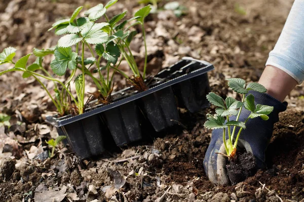 Gardener planting strawberry seedlings in freshly ploughed garden beds. — Stock Photo, Image