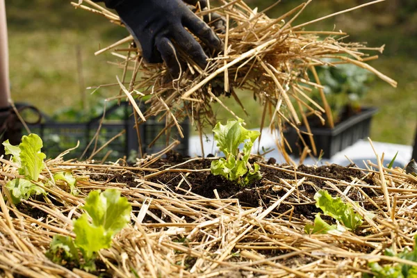 Gardener planting seedlings in freshly ploughed garden beds and spreading straw mulch. — Stock Photo, Image