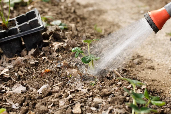 Kertész öntözés frissen ültetett palánták a kerti ágy növekedés lendületet zuhany öntözés pisztoly. — Stock Fotó