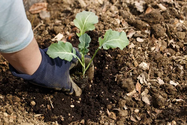 庭師は、新しく耕された庭のベッドでブロッコリーの苗を植えます. — ストック写真