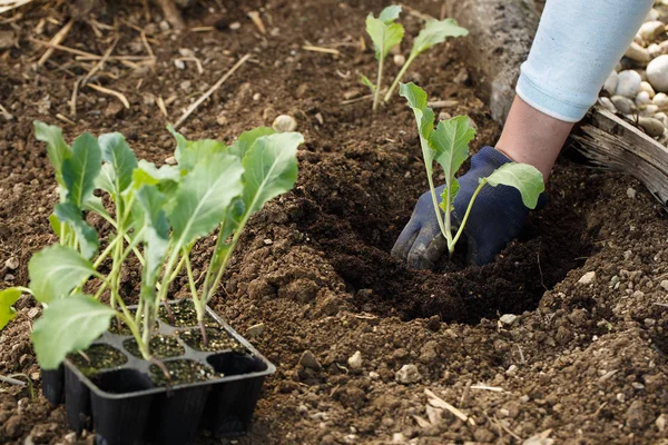 Grădinar plantare răsaduri conopidă în paturi de grădină proaspăt arătate . — Fotografie, imagine de stoc