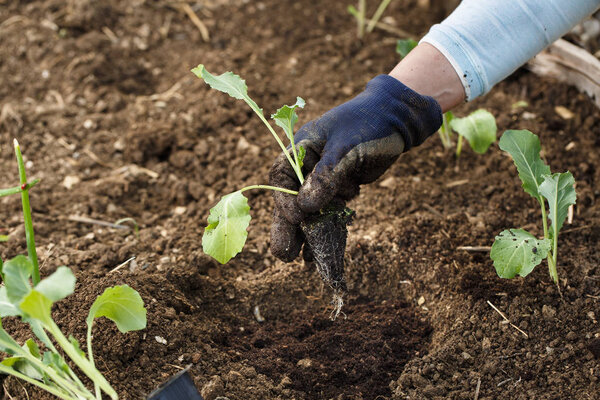 Gardener planting cauliflower seedlings in freshly ploughed garden beds. 