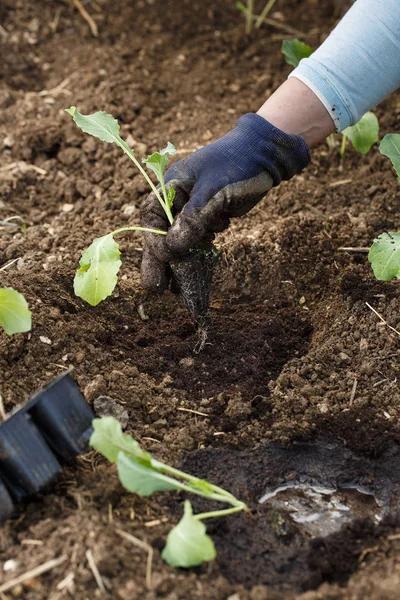 Gärtner pflanzt Blumenkohl-Setzlinge in frisch gepflügte Beete. — Stockfoto