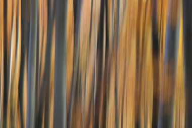 Ormanda bulanık sonbahar renkleri pastel.