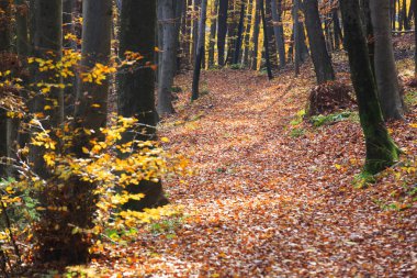 Ormanda sonbahar. Ormanda yolda renkli yapraklar.
