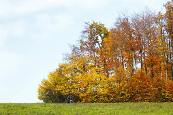 Forêt d'automne avec arbres colorés, prairie et ciel bleu . — Photo