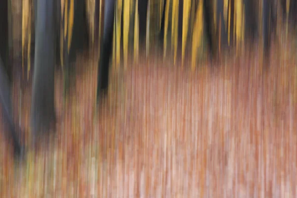 Pastell verschwommene Herbstfarben im Wald. — Stockfoto