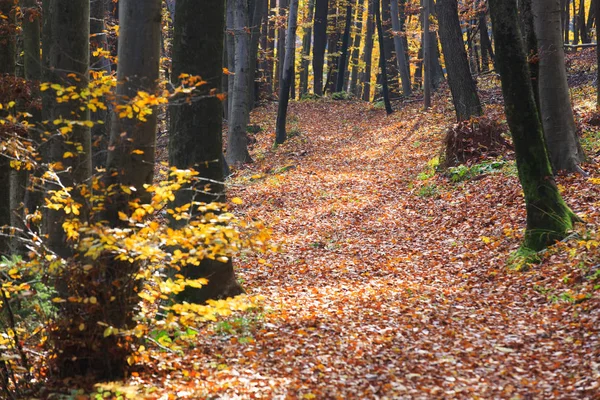 Herbst im Wald. Bunte Blätter auf dem Waldweg. — Stockfoto