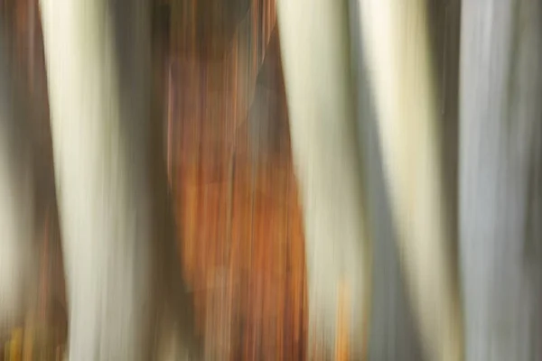 树林里模糊的山毛木的原木的柔和. — 图库照片