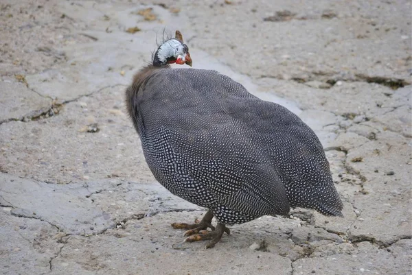 Guinea Fowl Hen Staying Ground — Stock Photo, Image