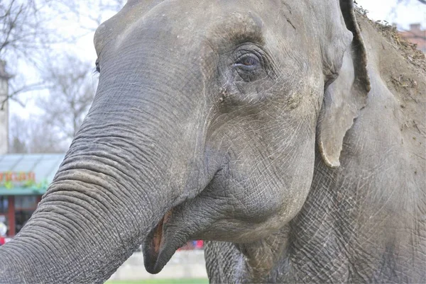 Fil hayvanat bahçesi portresi. Belgrad, Sırbistan.