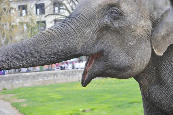 Fil hayvanat bahçesi portresi. Belgrad, Sırbistan.