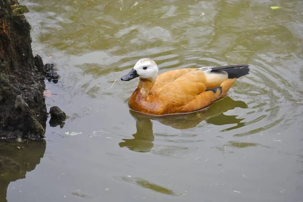 Zdjęcie Dla Dorosłych Pomarańczowy Kaczki Pływające Stawie — Zdjęcie stockowe