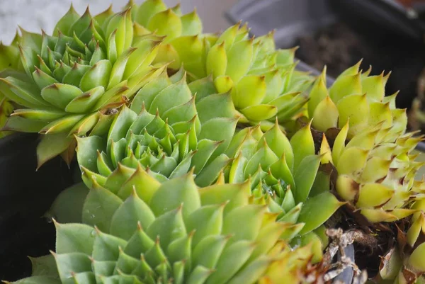 Yeşil Sempervivum bitki tencerede yakın çekim.