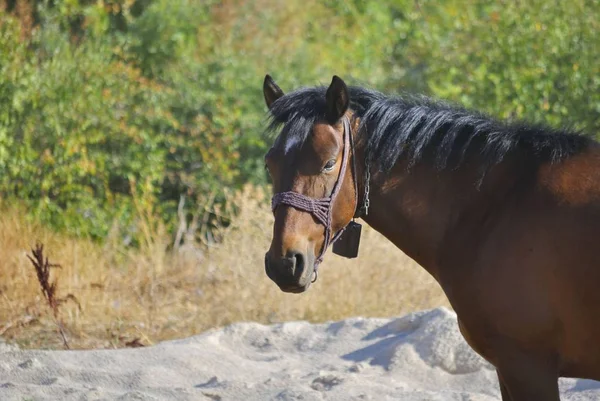 Bir bahar gününde arazide kahverengi at fotoğraf