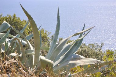 Arka planda agav bush ile Adriyatik Denizi