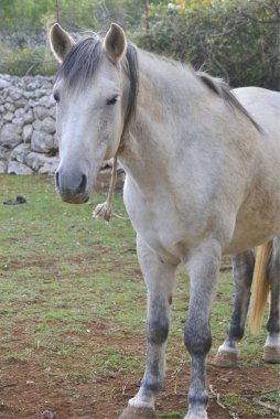 Arazide bir bahar gününde eski gri at fotoğraf