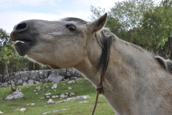 Eski gri atı Başkanı yakın çekim