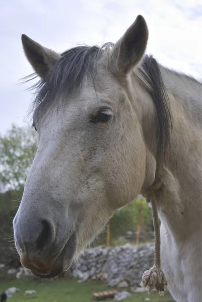Eski gri atı Başkanı yakın çekim