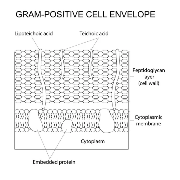 Vektör çizimi gram-pozitif hücre duvarı sıraladı. Siyah ve beyaz.