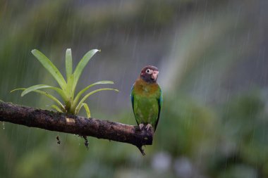 Kahverengi başlı papağan, Kosta Rika
