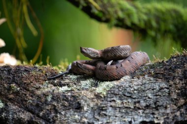 Kosta Rika 'nın iki tehlikeli yılanı.