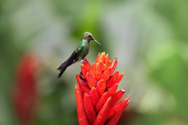 Kırmızı egzotik çiçekte sinekkuşu